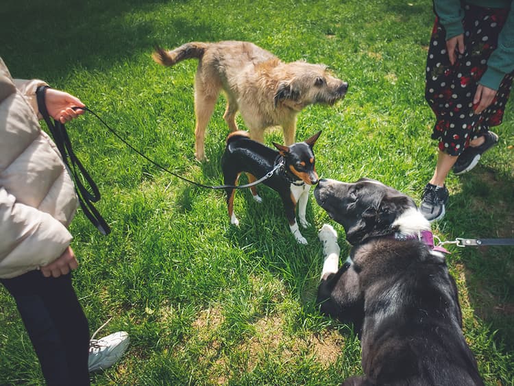 How Do I Get My Shy Dog To Socialize?