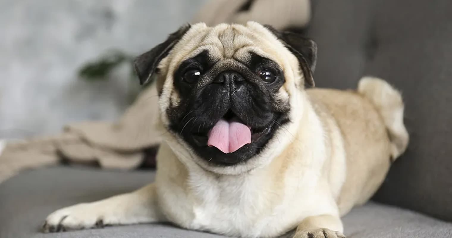 How Long Does It Take a Pug to Get Used to a New Home?