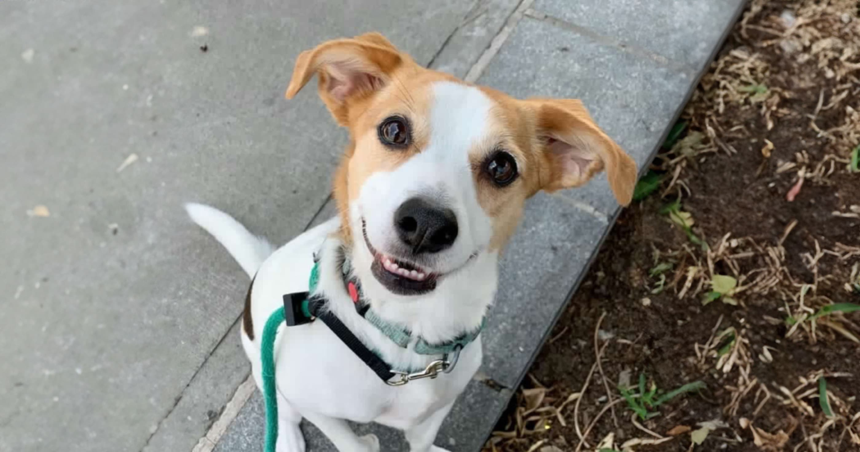 Everyone Wins With a Foster Fail Adoption