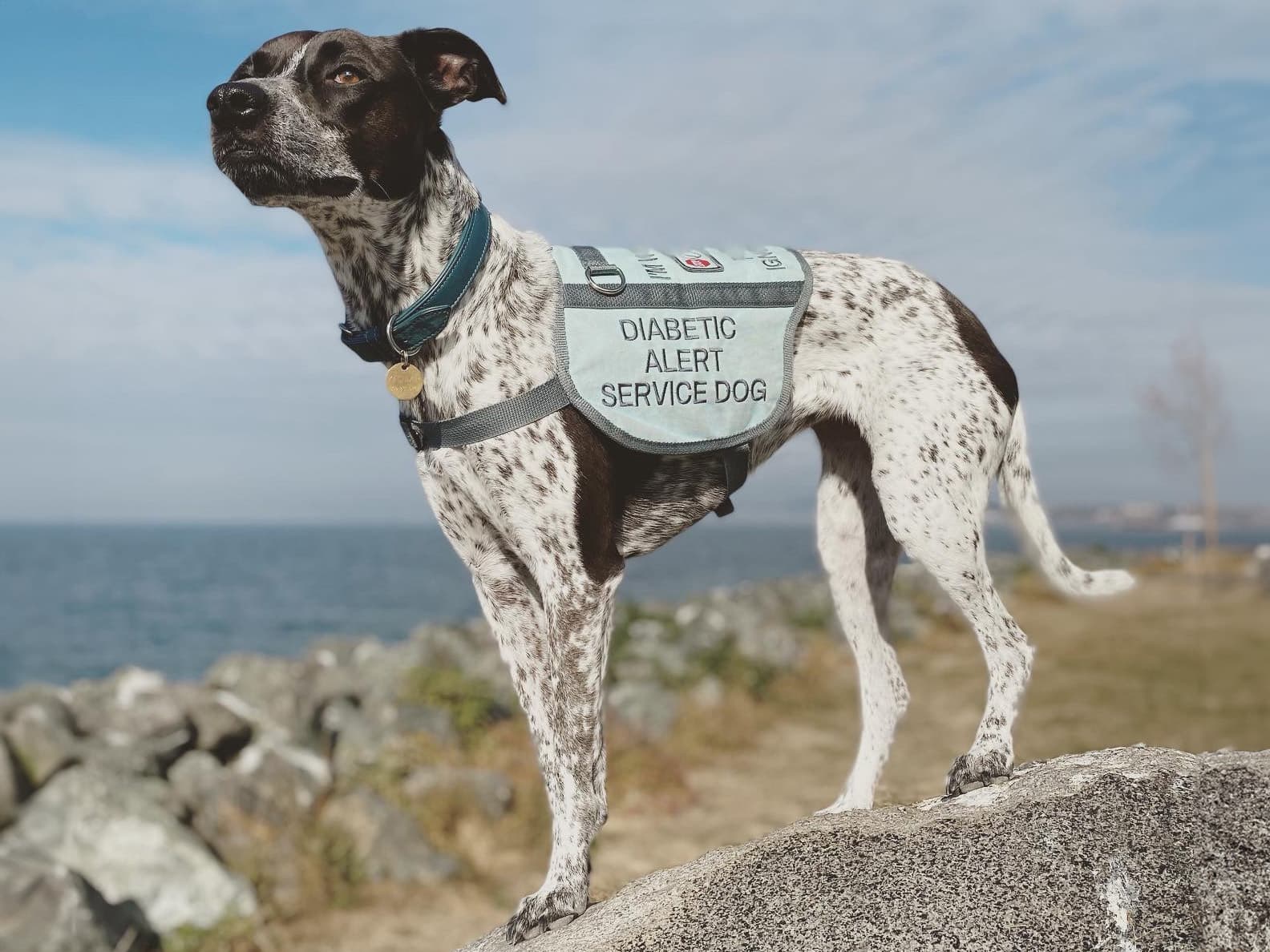 shelter dog becomes diabetic alert dog