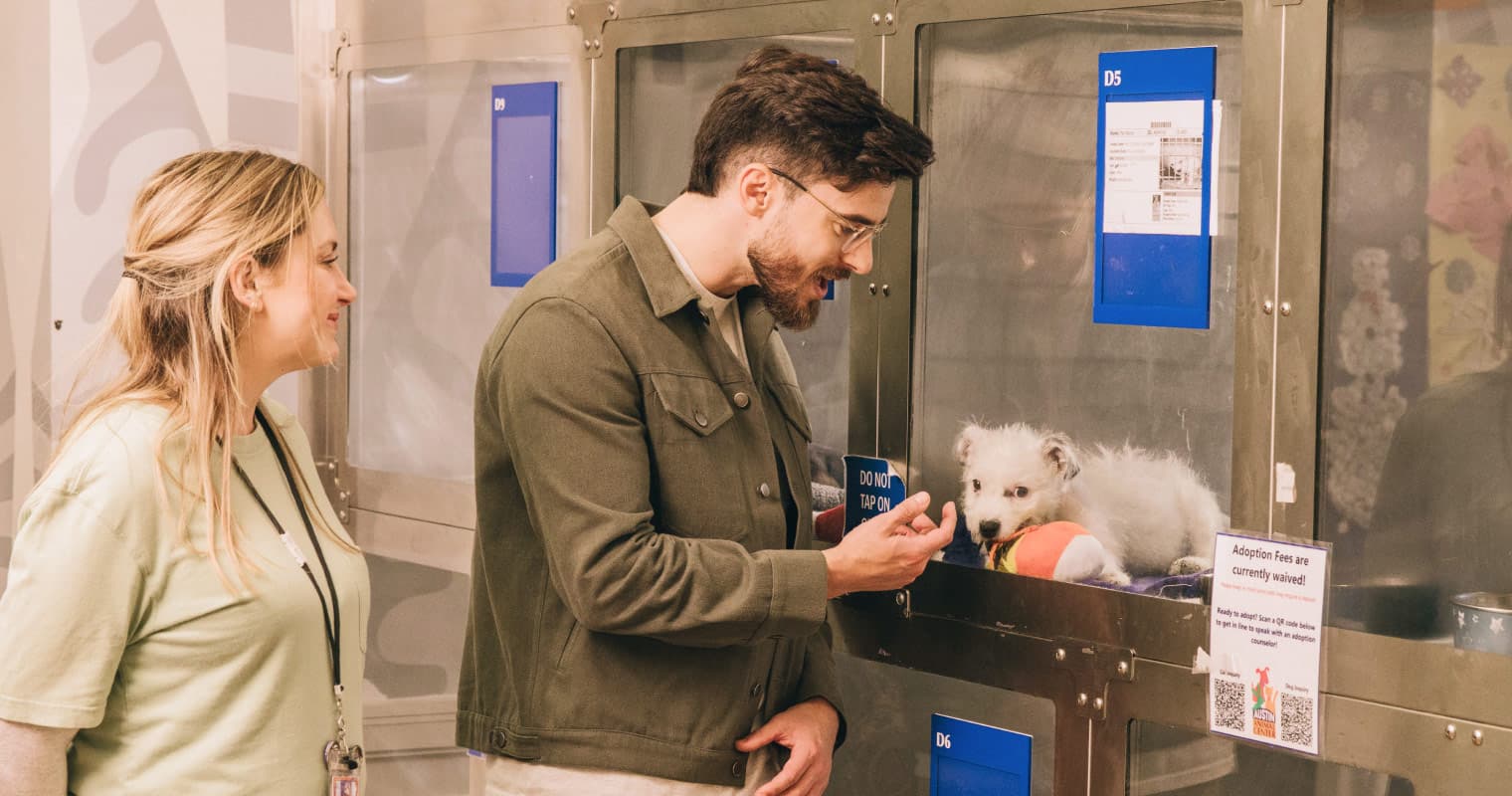 Why Does Adopting a Pet Cost So Much?