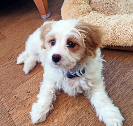 White and tan mixed breed dog cavachon (Cavalier King Charles Spaniel and Bichon Frise mix) lying on hardwood floor