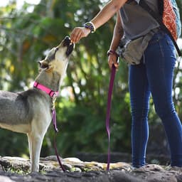 Why Your Dog Needs a Martingale Collar