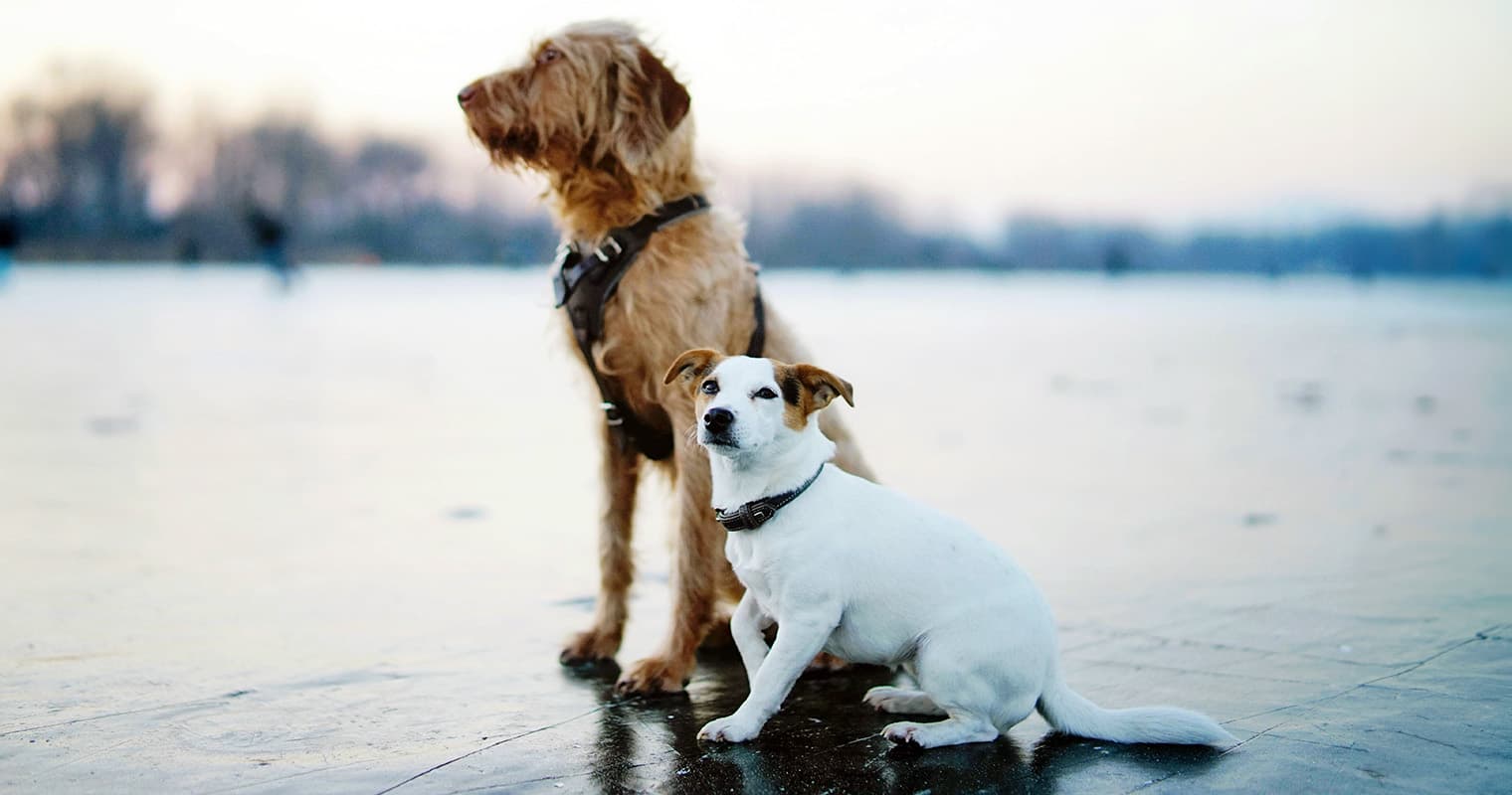 Are Small Dogs More Aggressive Than Large Dogs?