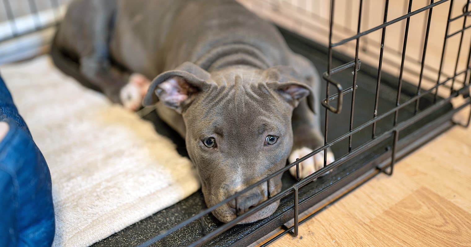 What to Put in Your Dog’s Crate During the Day
