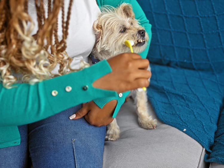 How to Brush Your Dog’s Teeth
