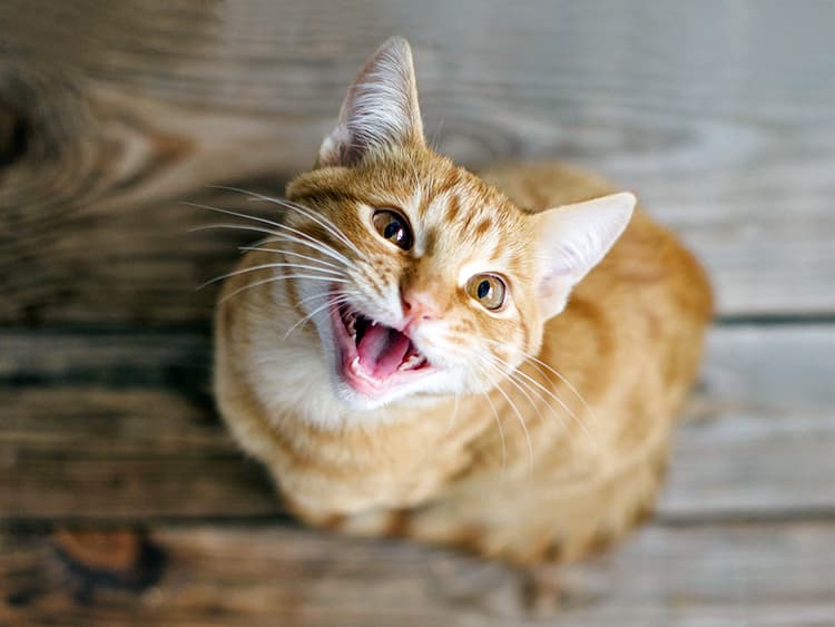 Why Cats Get So Loud When You Break Out Their Dinner