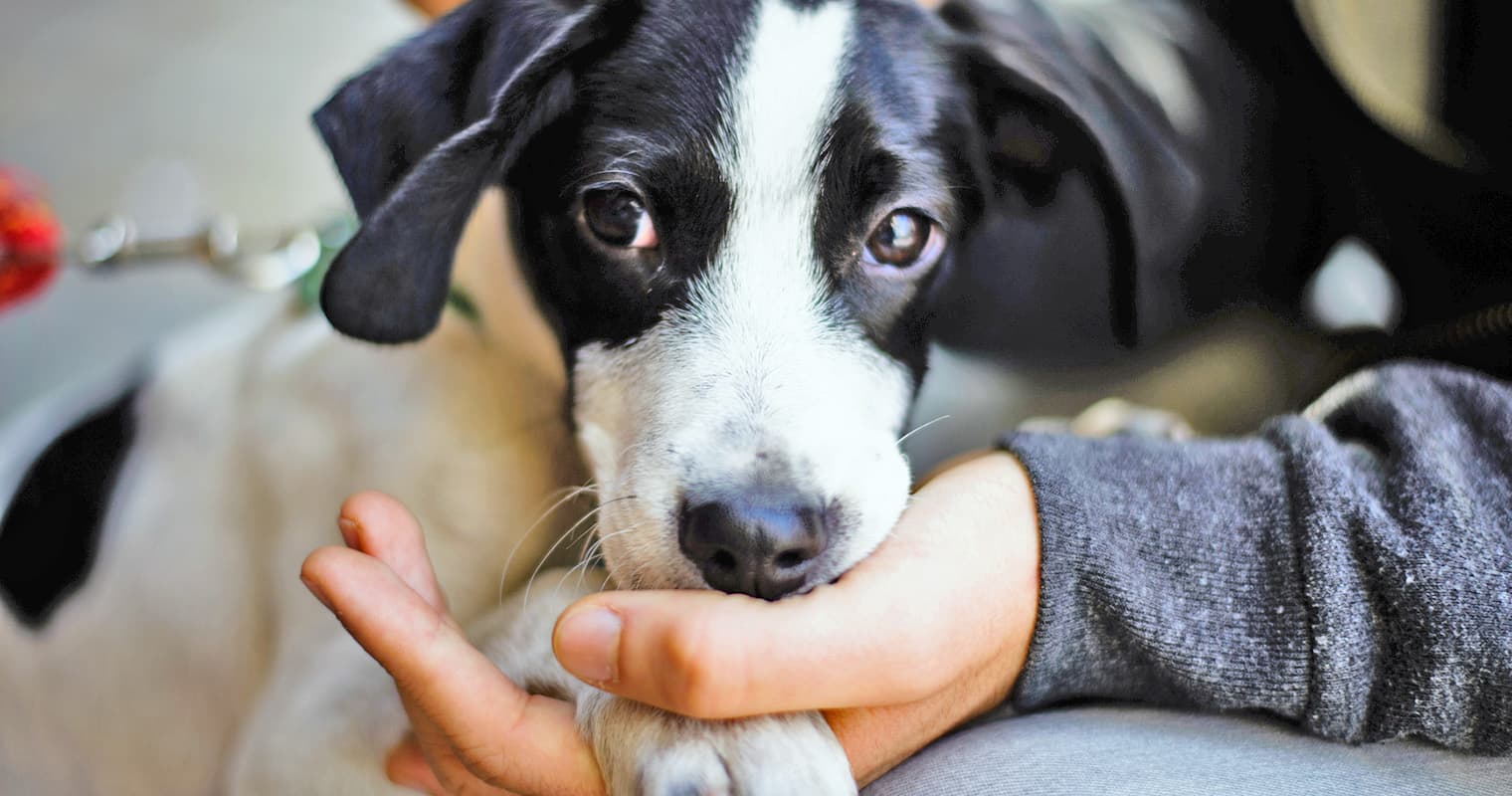How to Volunteer at an Animal Shelter