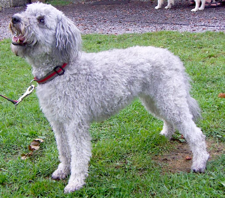 A purebred Pumi dog on leash, standing in the grass.