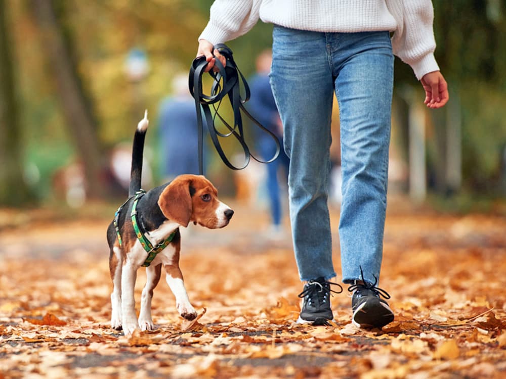 6 Hacks to Prevent Your Dog’s Problematic Behavior Before It Even Starts