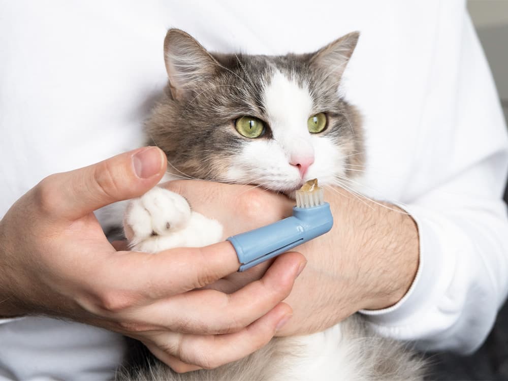 Toothbrush for animals. man brushes teeth of a gray cat. animal care concept