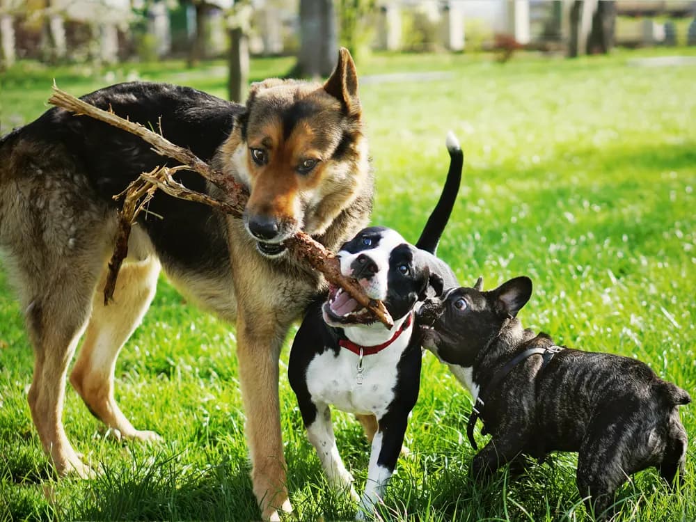 small and big dog pull on stick