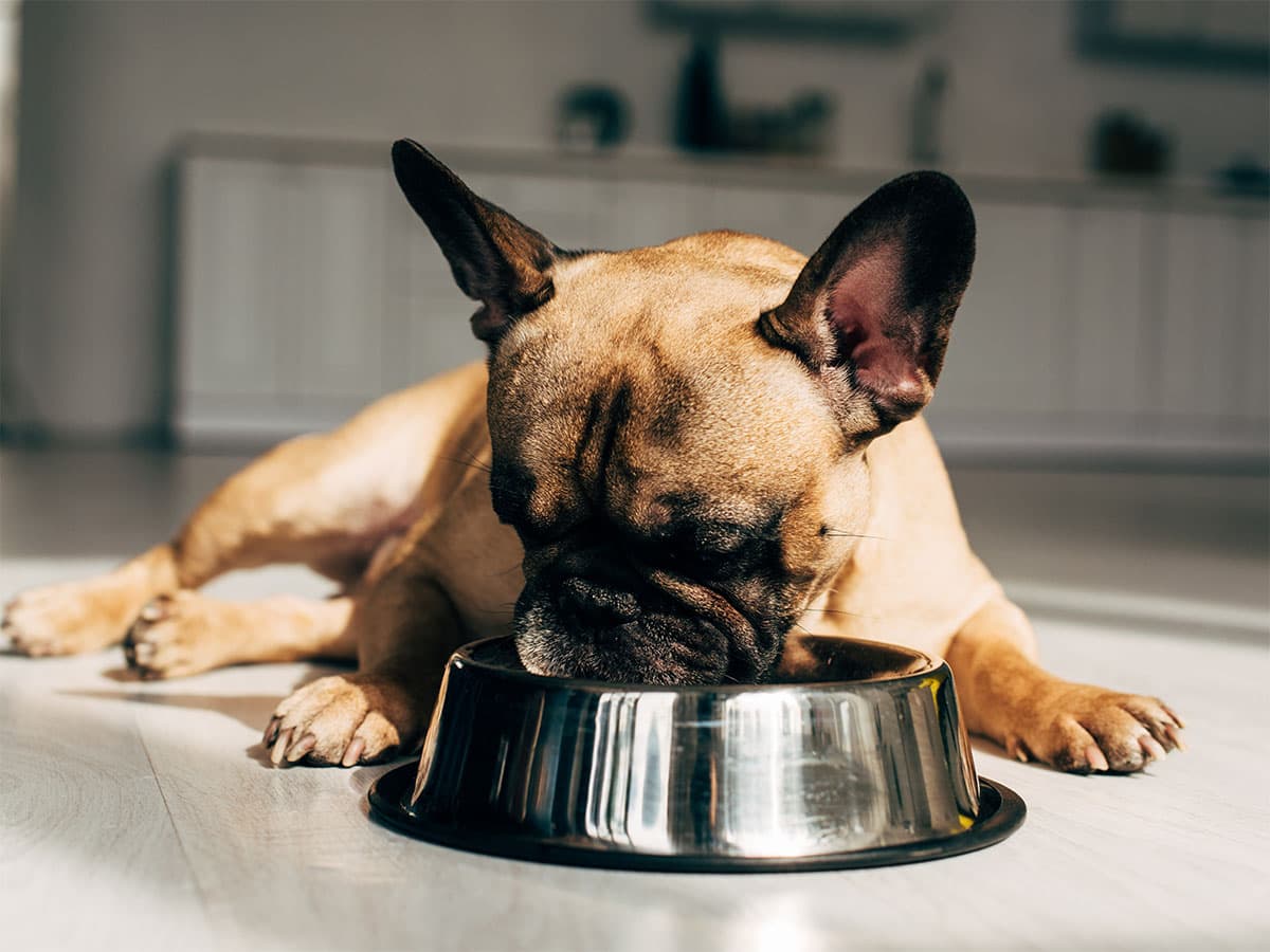 frenchie eating out of bowl