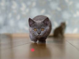 Get to the Point: Can Cats Play With Laser-Pointer Toys?