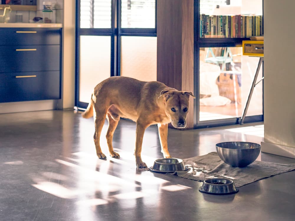 Your Pet’s Behavioral Issues Might Be All in Their Gut