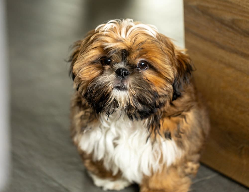 Adorable Shih Tzu puppy with long fur, sitting indoors near wood