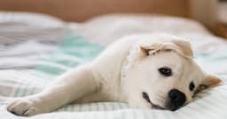 New Puppy Checklist: What To Know Before Adopting A Dog