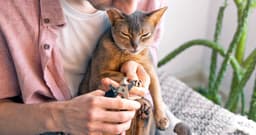 Cat Nail Trimming Guide: When and How to Trim Your Cat’s Nails