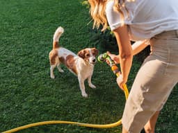 How to Keep Your Dog Safe From Heatstroke This Summer