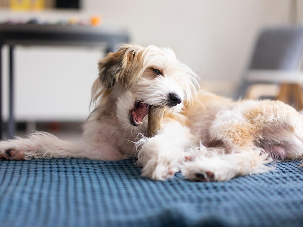 Long-Lasting Chew Toys Are Key to Keeping Solo Dogs Happy