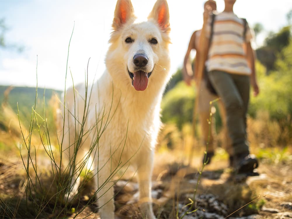 How to Geocache with Your Dog
