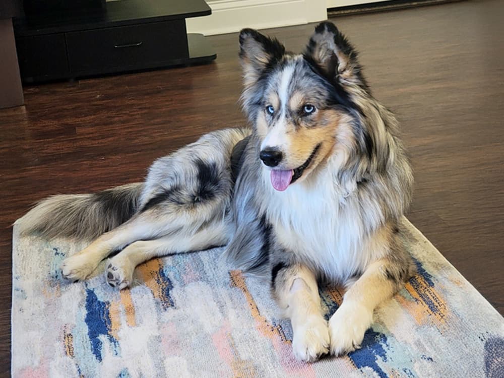 australian shepherd husky mix lying on rug