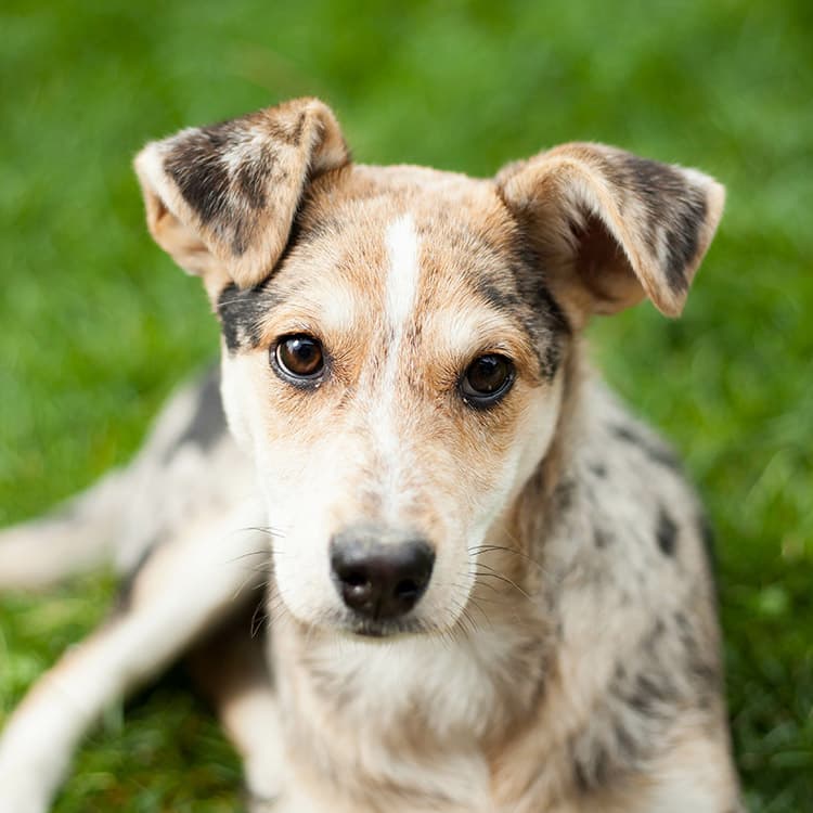 My Dog Ate Weed: What Should I Do?