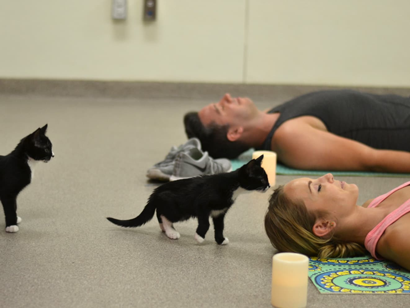 kittens at yoga