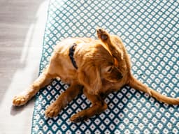 Treatment for Your Dog’s Bleeding Anus: Home Remedies and Medical Options