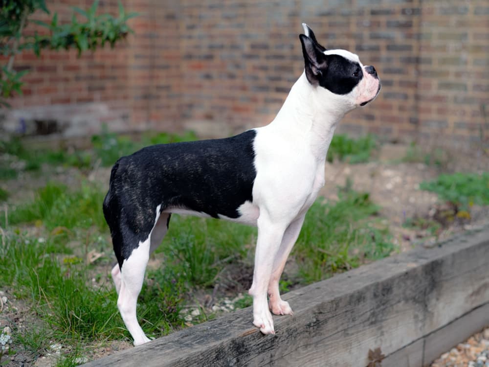 boston terrier looking up