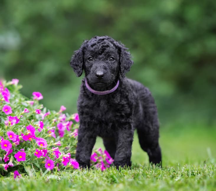 A purebred Curly-Coated Retriever puppy standing in the grass.