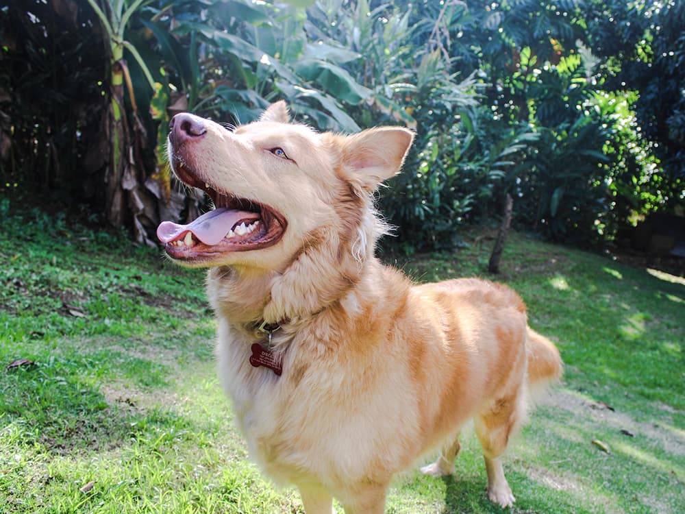 goberian dog