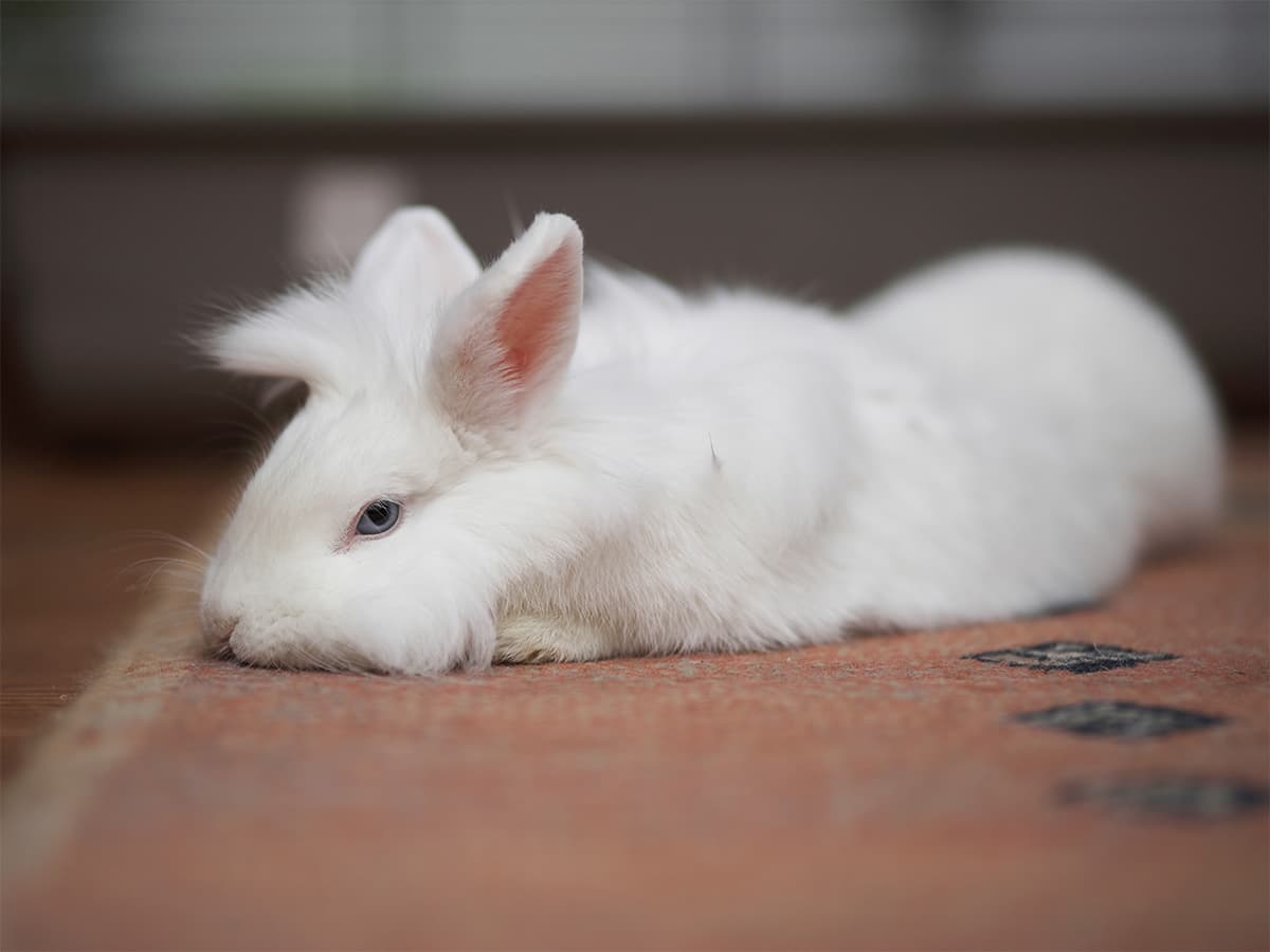 bunny lying flat