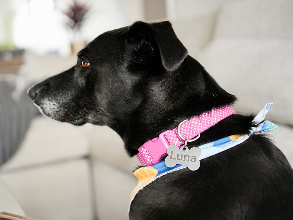 Portrait Of A Mix Breed Dog In Natural Light