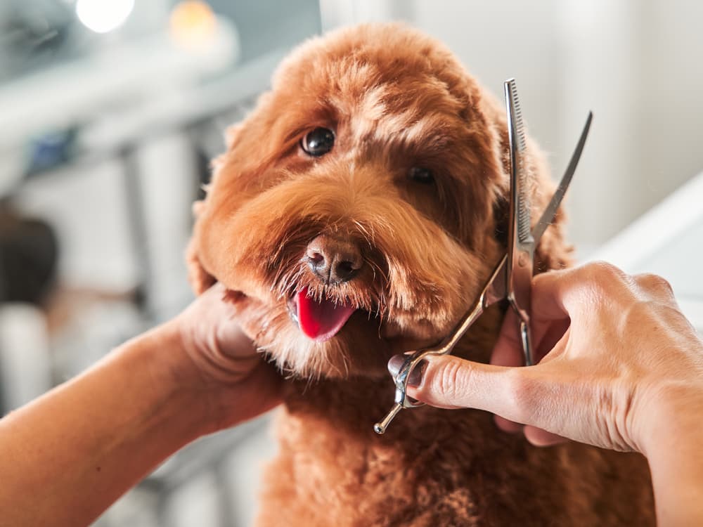 Hair of the Dog: Breeds With High-Maintenance ’Dos