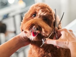 Hair of the Dog: Breeds With High-Maintenance ’Dos