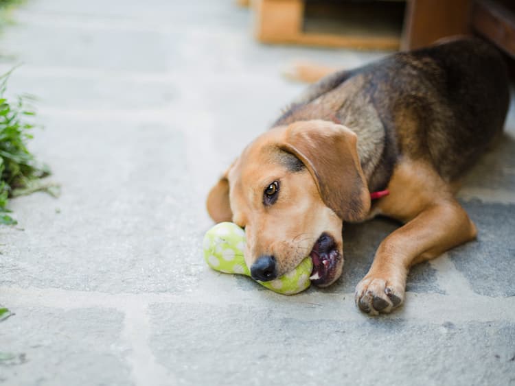How to Get Your Dog to Stop Resource Guarding Their Stuff