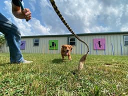 How to Tell if Your Dog Is Bored