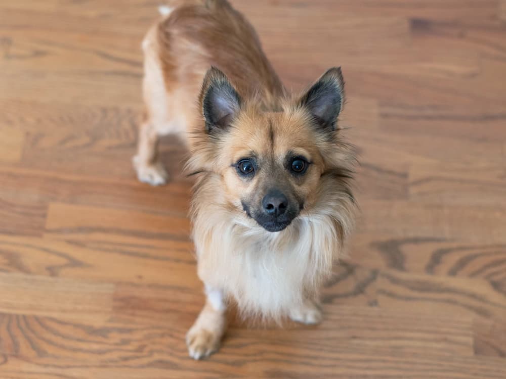 cocker spaniel chihuahua
