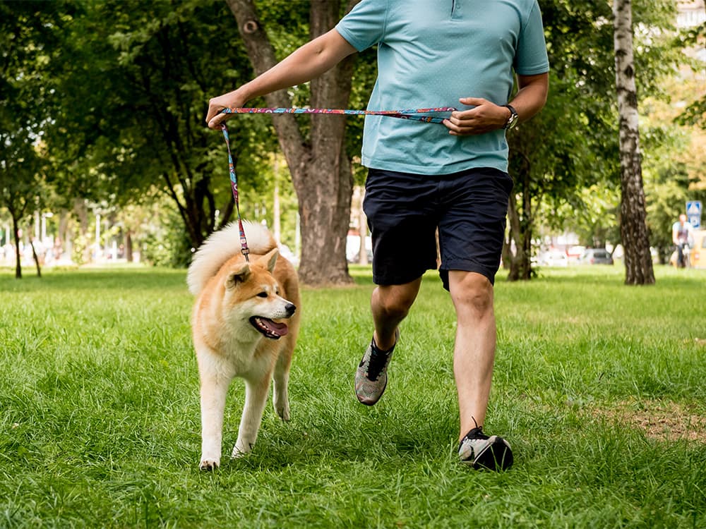 akita inu being walking
