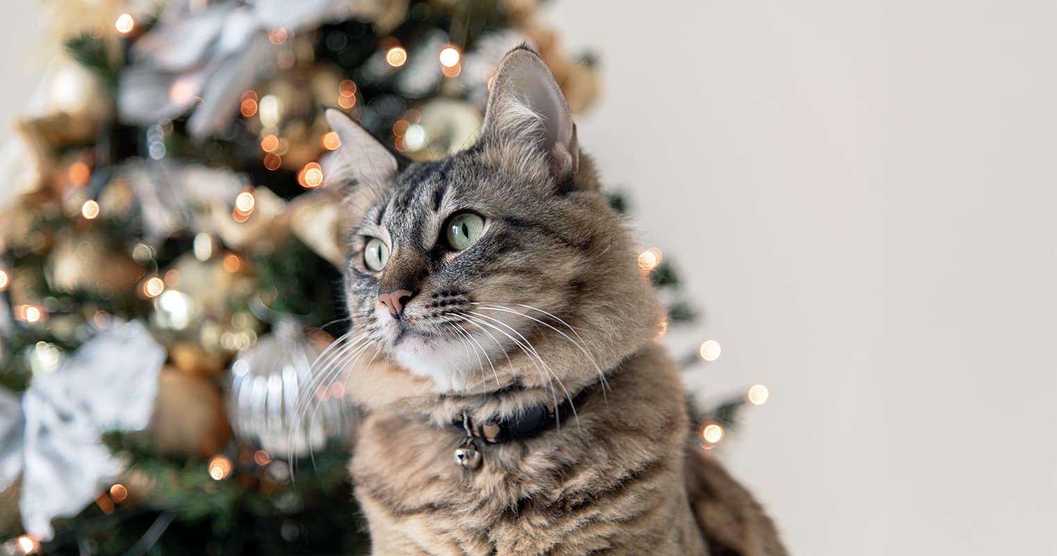 How to Keep Your Pet Safe During the Holiday Season