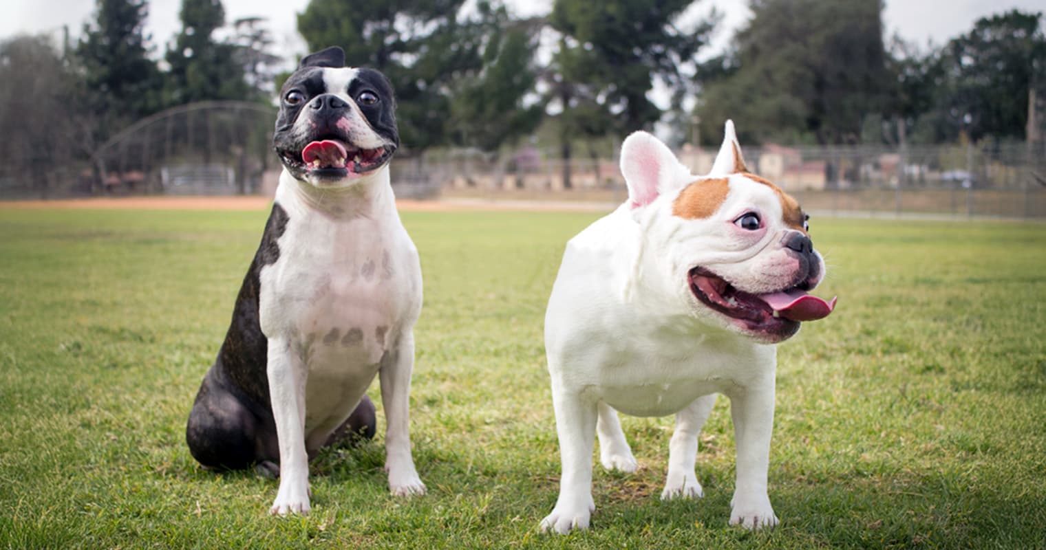 Boston Terrier vs. French Bulldog: A Comparison Guide