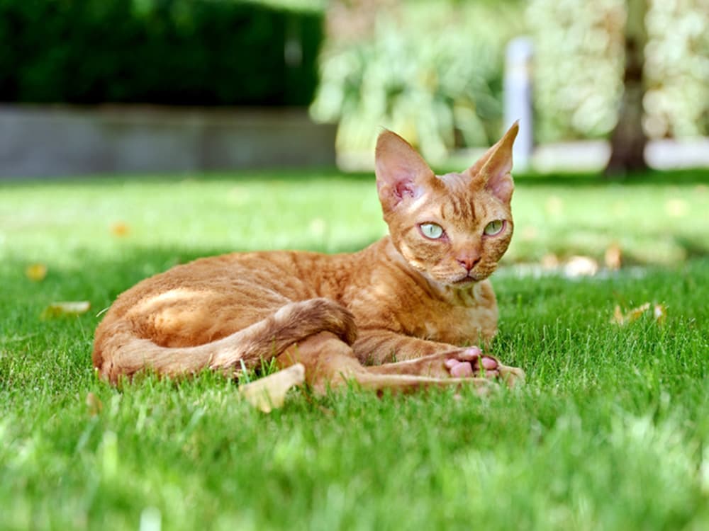 Devon Rex cat