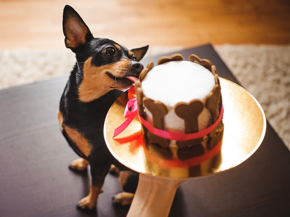 toy terirer eating birthday cake hold by woman