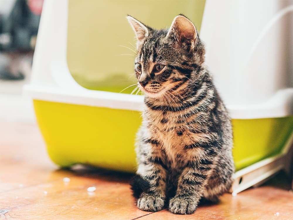 kitten getting parvo from litterbox