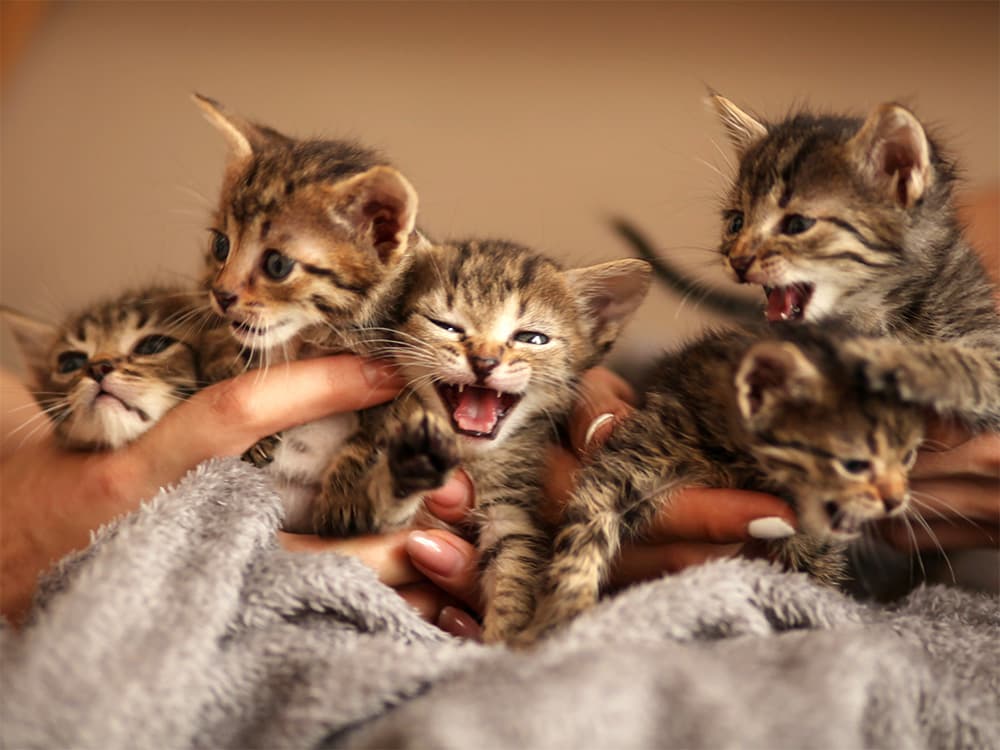 litter of kittens in need