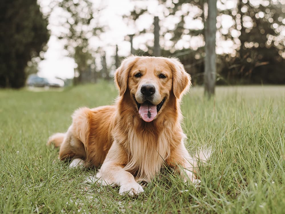golden retriever