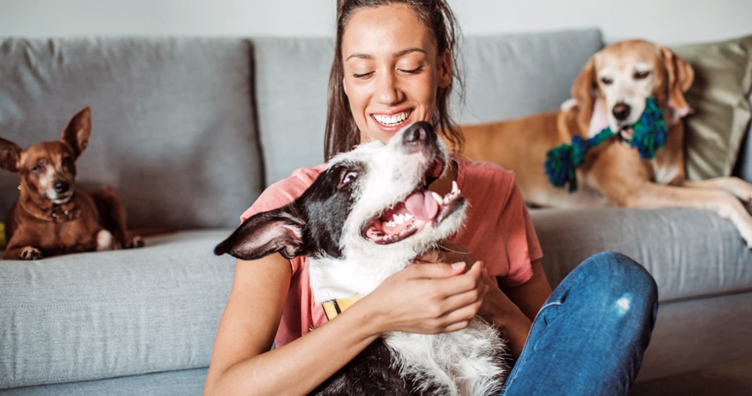 How to Foster a Dog at Your Home
