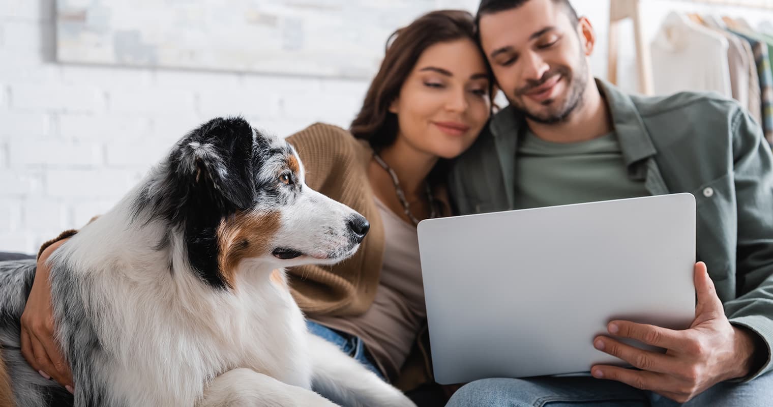 How Do I Give Up My Australian Shepherd?