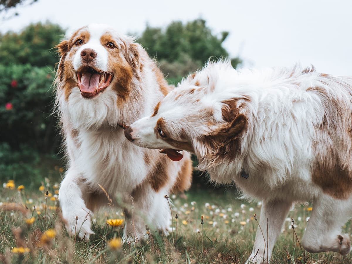 Two merle australian shepherd dogs playing